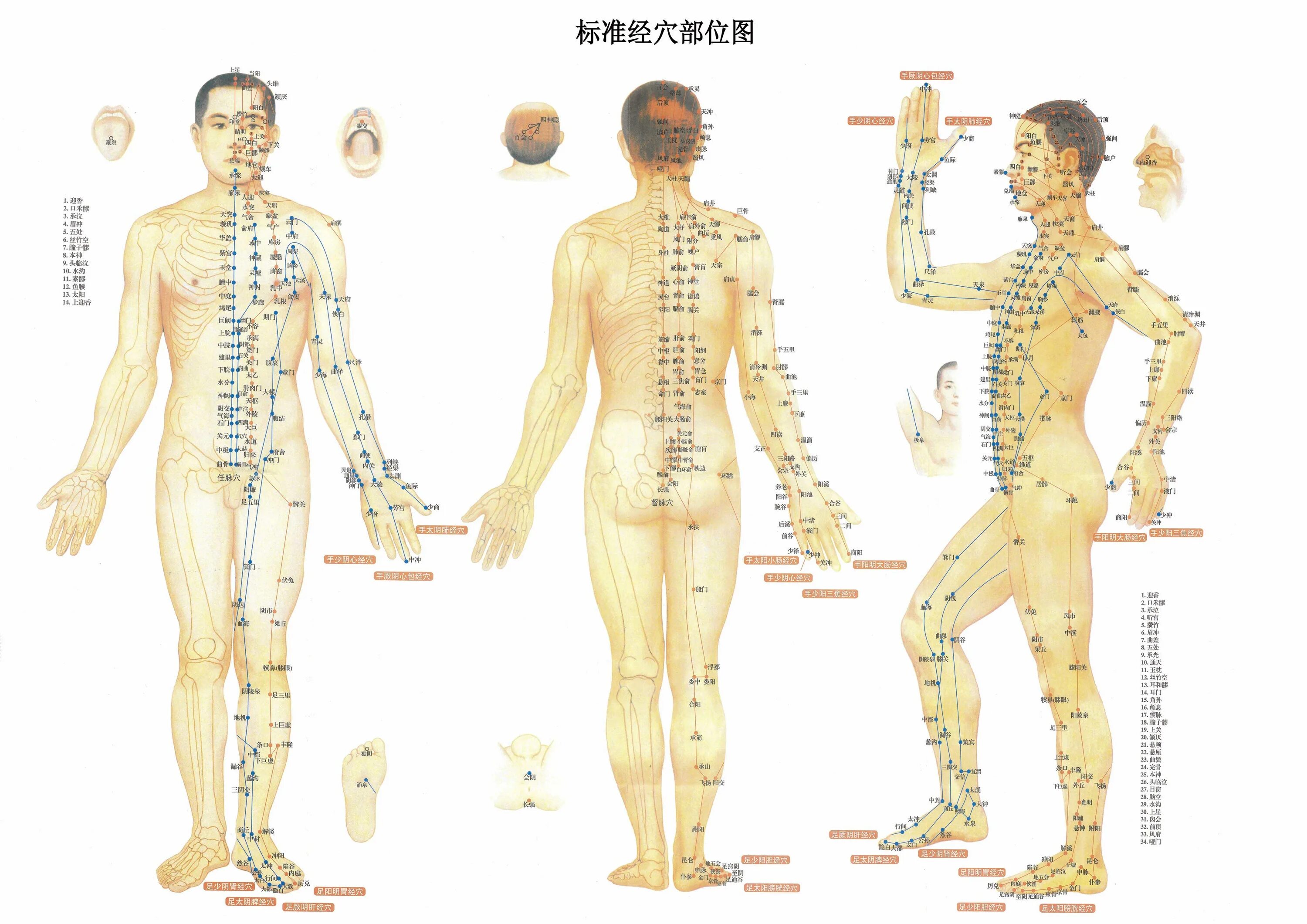 Меридианы человека китайская. Меридианы тела человека китайская медицина. Акупунктура меридианы китайская медицина. Атлас акупунктурных точек на теле человека. Китайская акупунктура и меридианы тела.
