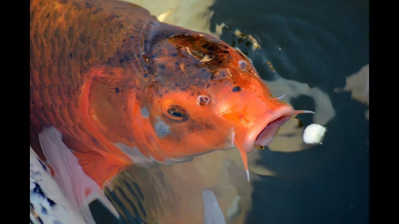 Карп кои: описание с фото, породы, содержание в аквариуме Koi, Koi fish, Koi fis