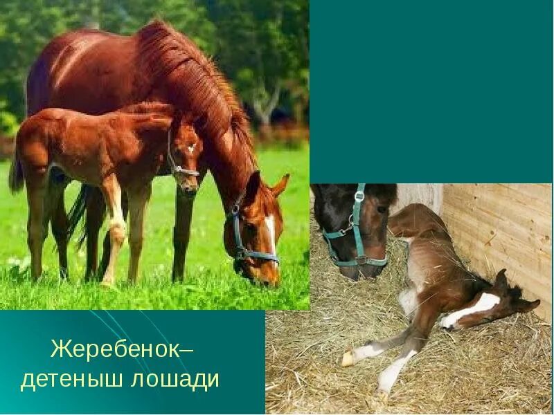 Очень давно человек сделал лошадь домашним животным. Какую пользу приносит лошадь. домашние животные лошадь какую пользу приносят. презентация домашнее животное лошадь и питание. какую пользу приносит лошадь человеку.