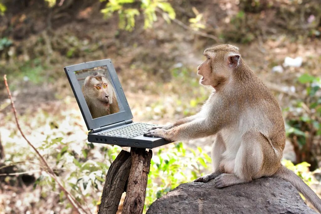 Обезьяна. Прикольные фото животных. Смешные животные. Смешные обезьяны. Back monkey