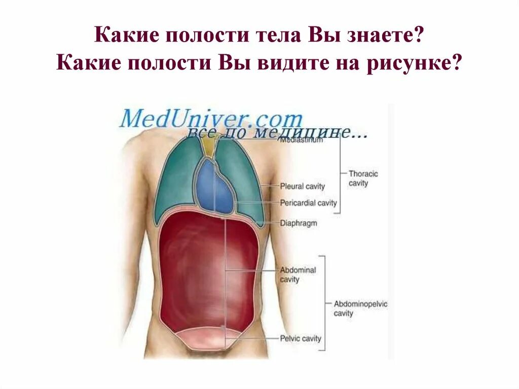 Название полостей человека. Полости человека. Части тела полости тела анатомия. Замкнутые полости тела. Полости тела человека таблица.