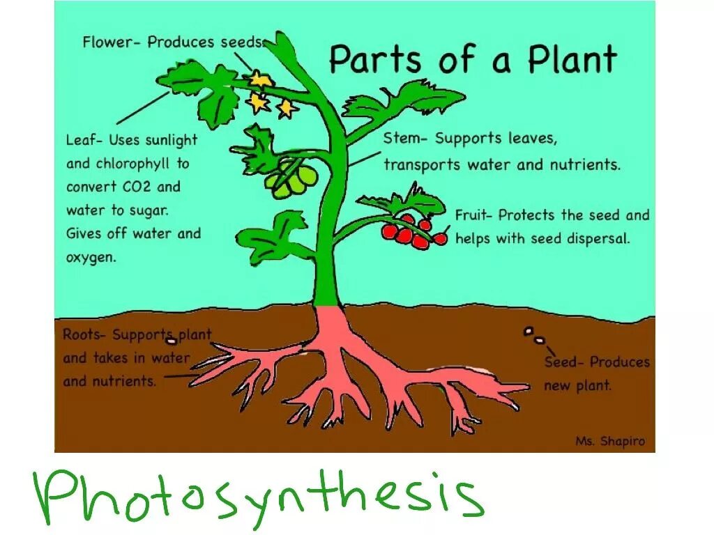 Plants english. Parts of a Plant. Parts of Plants and Trees презентация. Растение in English for Kids. Plant a Plant for Kids.