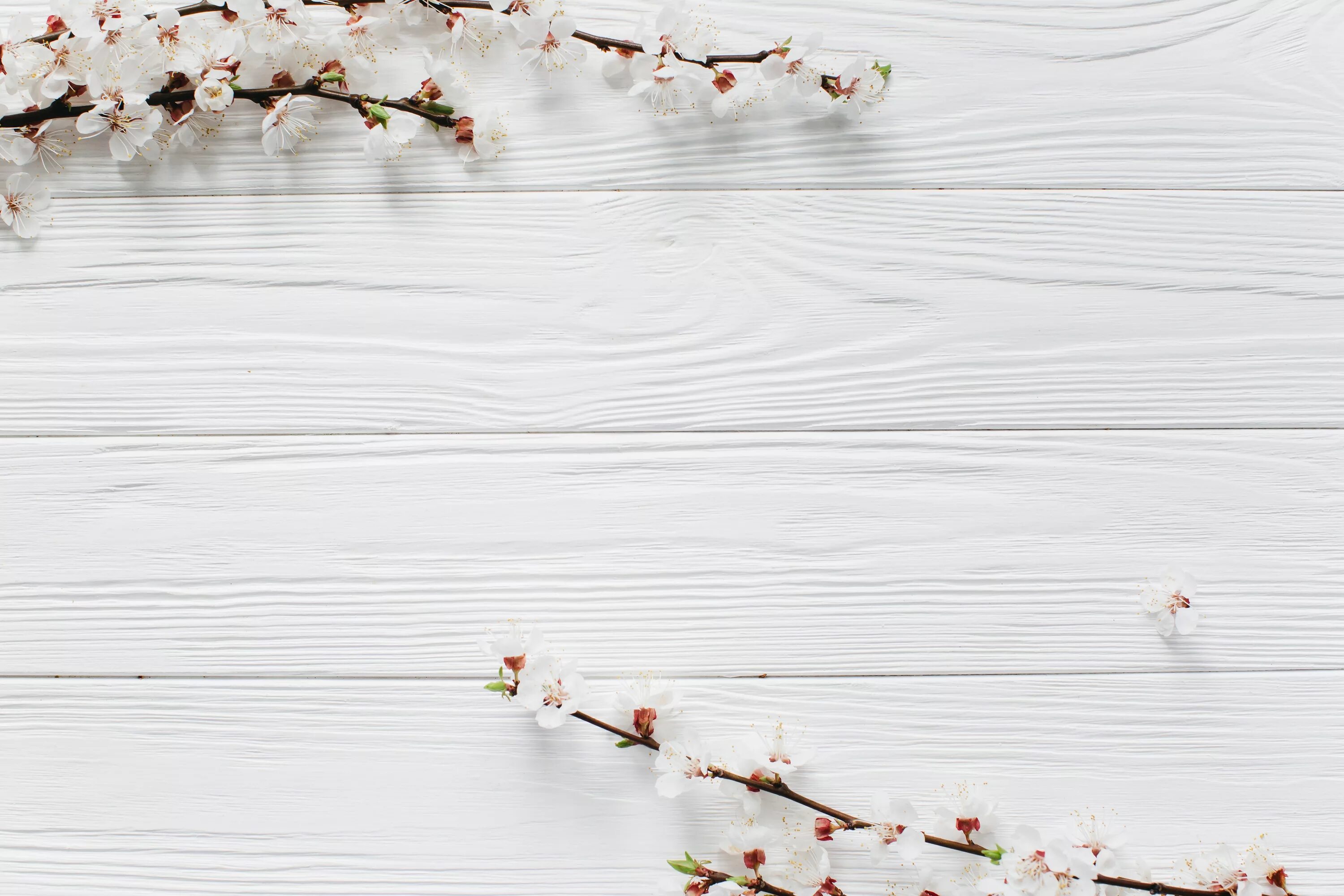 Фотофон деревянный с цветами. Белые цветы на дереве. Фотофон сиреневый. Фотофон цветы сиреневые. Фотофон светлый с цветами.