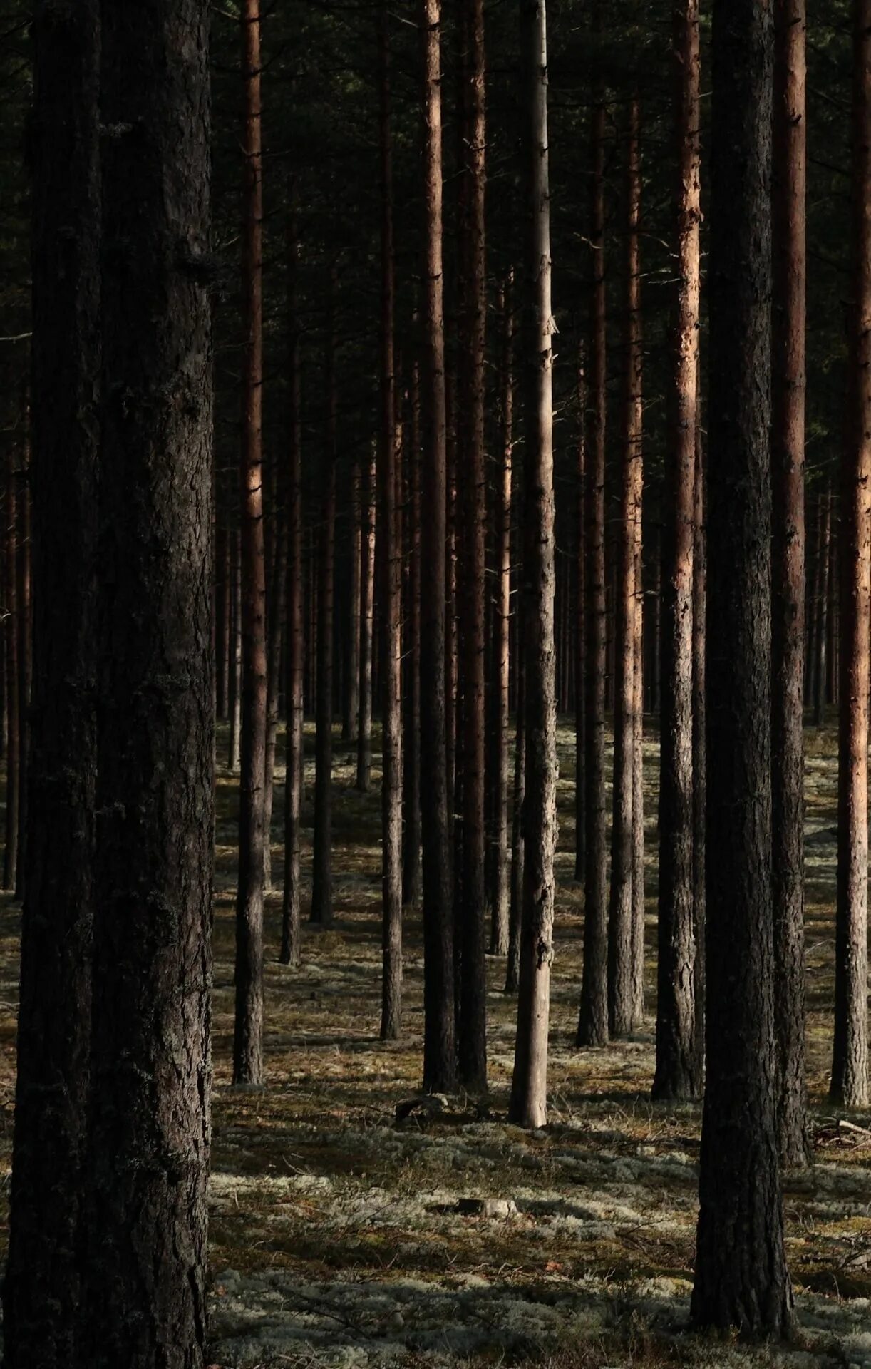 Дарк Академия Эстетика лес. Темный лес Геншин. Темное дерево. Дерево в темном лесу.