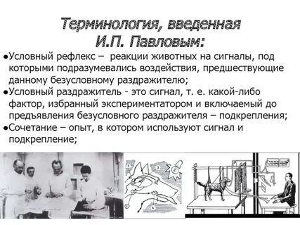 Сигналы условных рефлексов