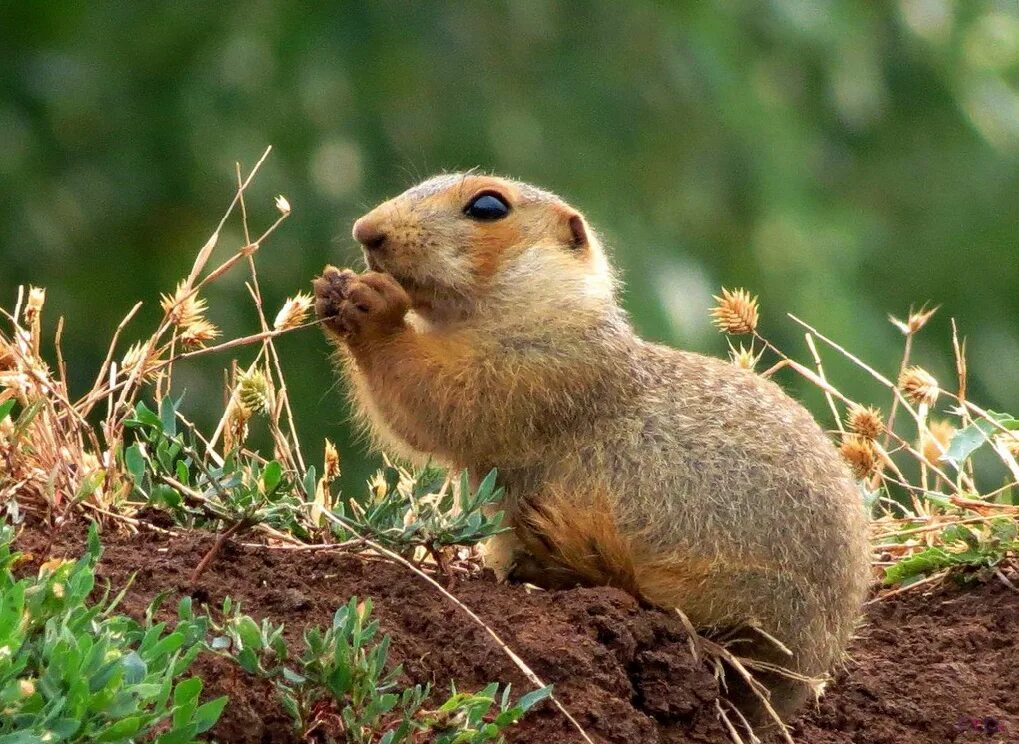 какие животные обитают в степи. краснощекий суслик. грызуны в степной зоне. суслик даурского заповедника даурский. обыкновенный хомяк cricetus cricetus.
