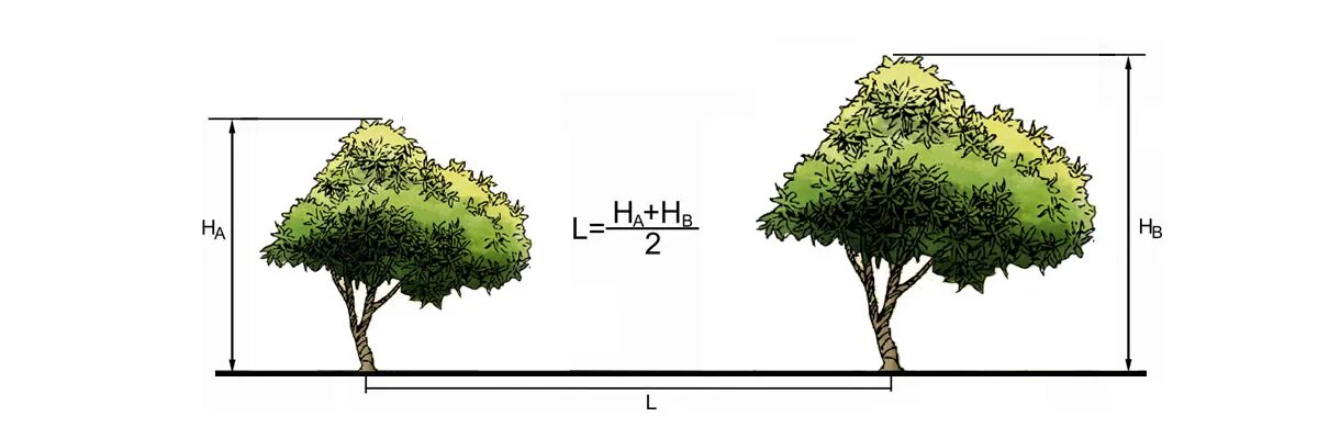 Липа мелколистная схема посадки. Расстояние между деревом и кустарником. Расстояние посадки деревьев. Расстояние для посадки дер. Расстояние хвойная