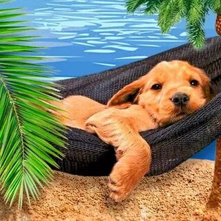Animal relax