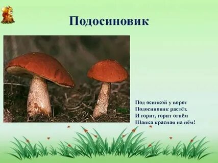 Описания осинки
