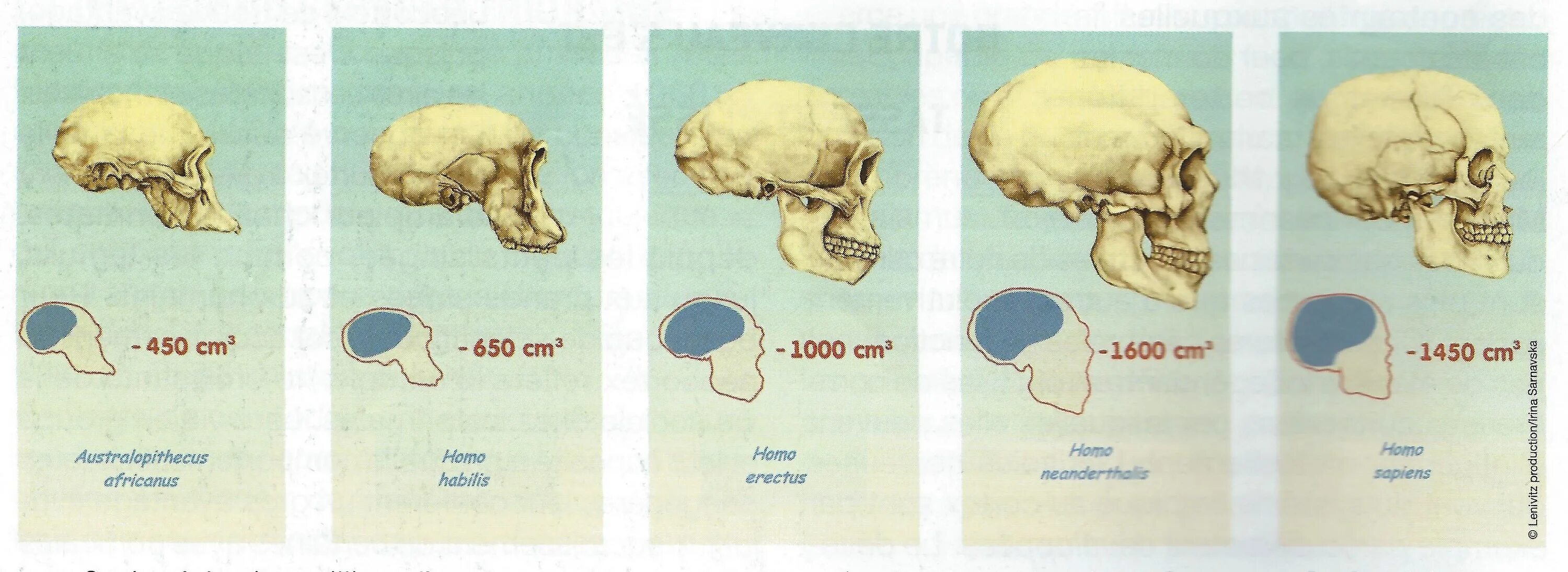 Эволюция черепа у гоминид. Антропогенез размер мозга. Размер мозга человека Эволюция.