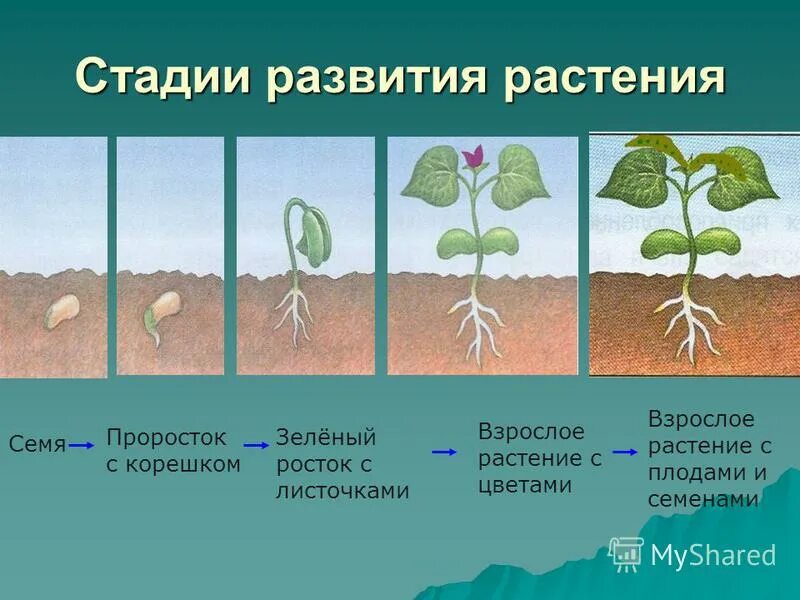 В процессе роста растений происходит выберите. Этапы прорастания семян тыквы. Проросток огурца семядоли. Этапы прорастания семян 6 класс. Фазы развития проростка.