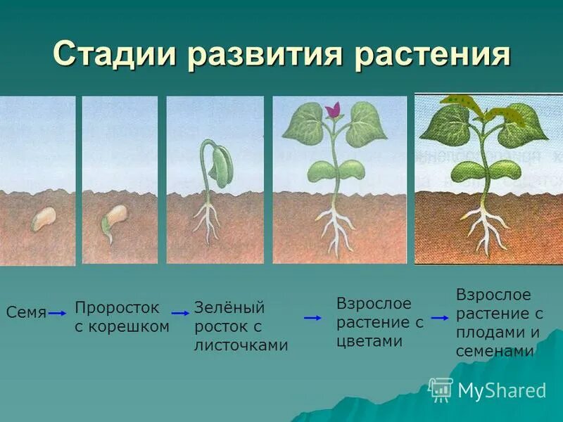 Тест рост и развитие растений 6 класс. Этапы прорастания семян тыквы. проросток огурца семядоли. этапы прорастания семян 6 класс. фазы развития проростка.
