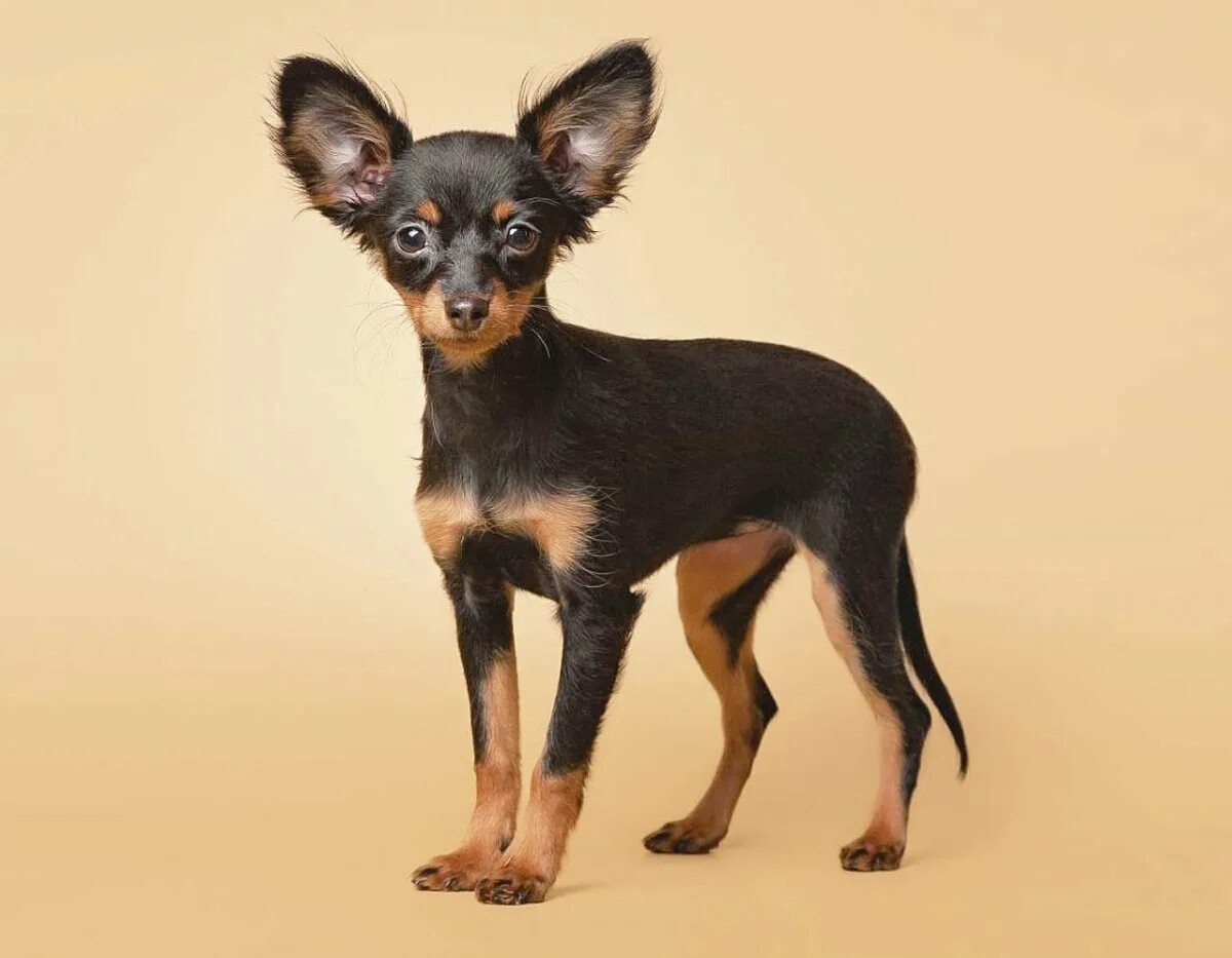 Той терьер короткошерстный. Карликовый пинчер породы собак. Той терьер. Фото йоркширского терьера в одежде. Тойтерьеры короткошерстная.