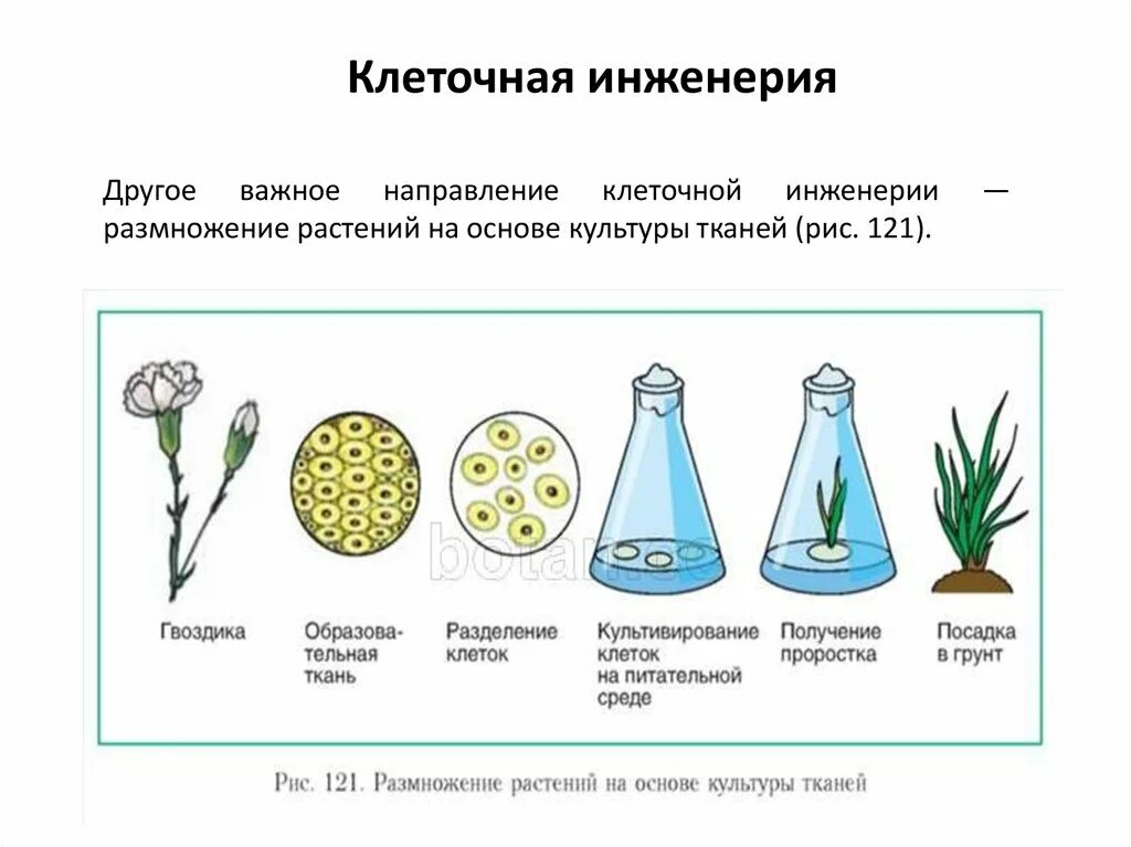 Клеточная биотехнология методы. Клеточная инженерия метод культуры тканей. Метод культуры клеток и тканей клеточной инженерии. Генная инженерия культура тканей. Метод культуры тканей в селекции.