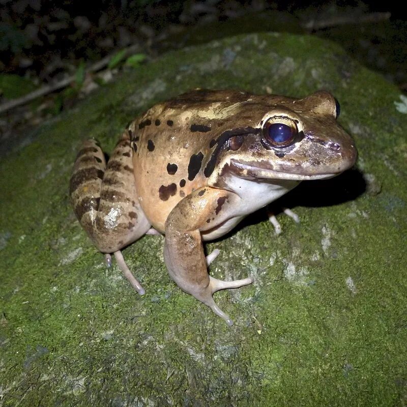 Mountain chicken frog. Mountain chicken. Leptodactylus fallax. Лягушка курица. Mountain chicken.