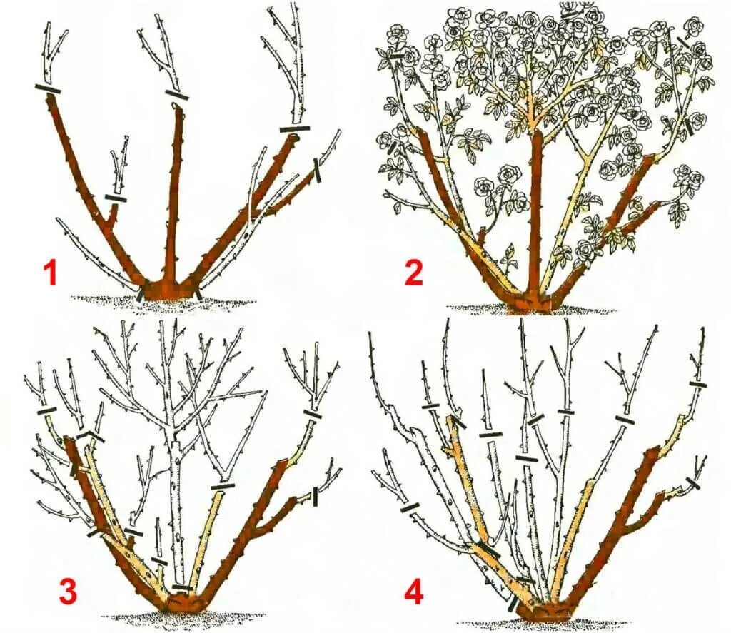 Схема обрезка весной плетистой розы. Обрезка розы шраб весной. Срезанными кустовыми розами. Розы в саду. Розы в саду на даче.