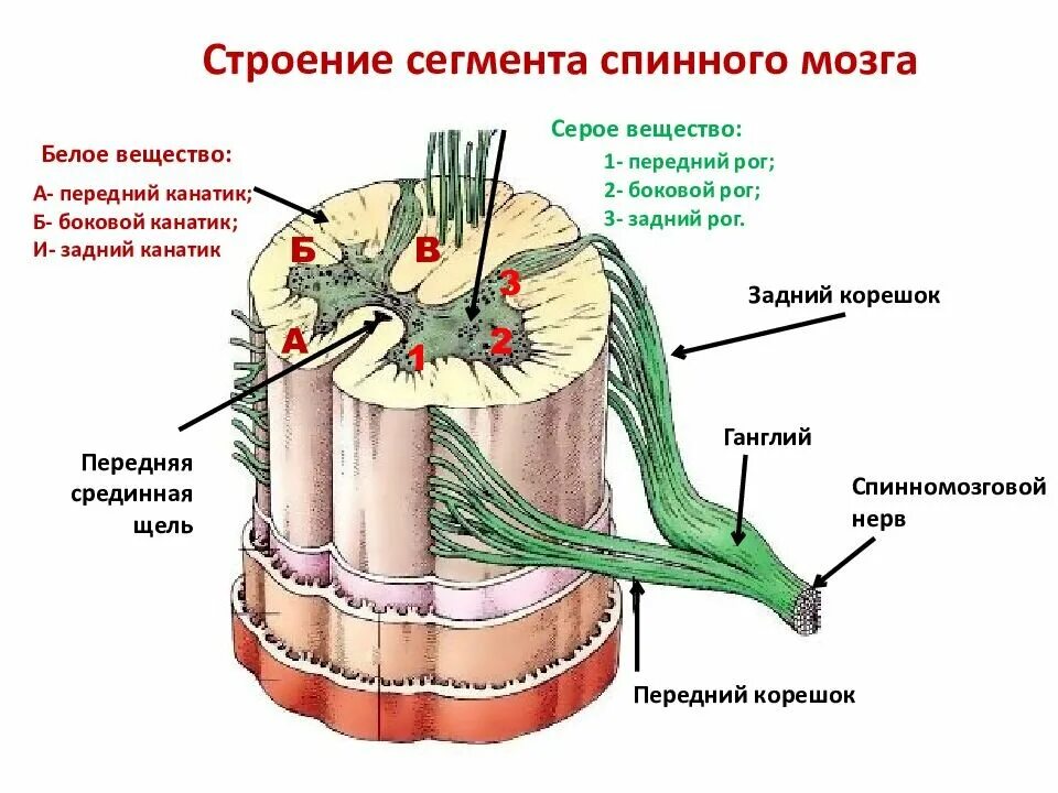 Центральный спинномозговой канал. Строение бокового канатика спинного мозга. Строение сегмента спинного мозга анатомия. Задние канатики спинного мозга функции. Строение задних Корешков спинного мозга.