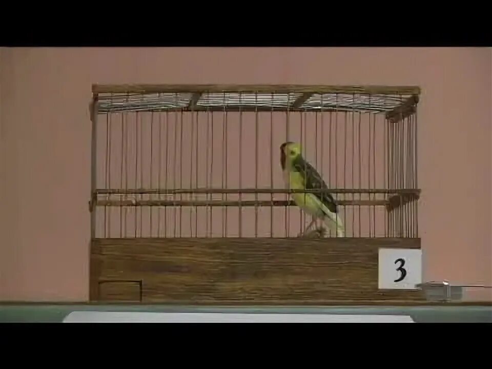 Заводчики канареек овсяночного напева. Пение кенара овсяночного. Конкурс певчих птиц канареек 2019г. Овсяночный напев слушать. Пение кенара овсяночного.