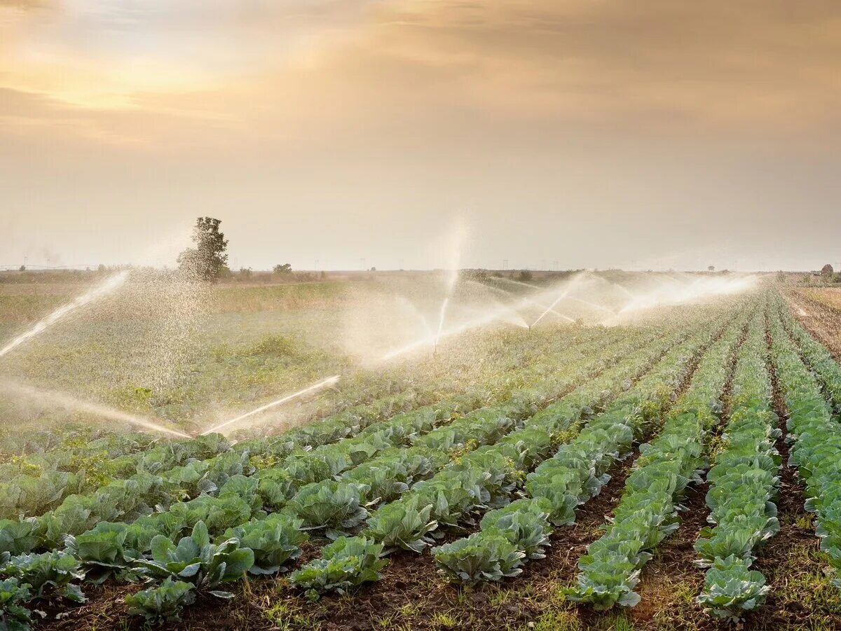 Увлажнительная мелиорация. Источники электромагнитного загрязнения. Оросительная система дождевальная машина. Спринклерное орошение пшеница. Мелиорация в сельском хозяйстве.