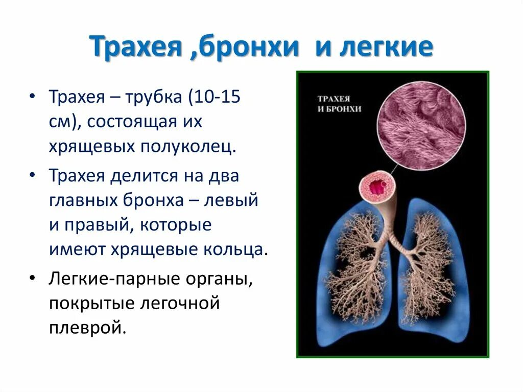 Где проверяют легкие. Трахея и бронхи. Бронхи и легкие. Трахея и бронхи строение и функции. Как проверить лёгкие.