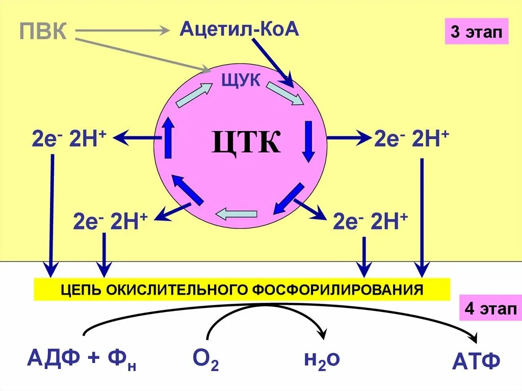 Пвк сколько атф. Окислительное фосфорилирование схема реакции. Окислительное фосфорилирование этапы цикл Кребса. Цикл трикарбоновых кислот дыхательная цепь. Цикл Кребса и окислительное фосфорилирование.