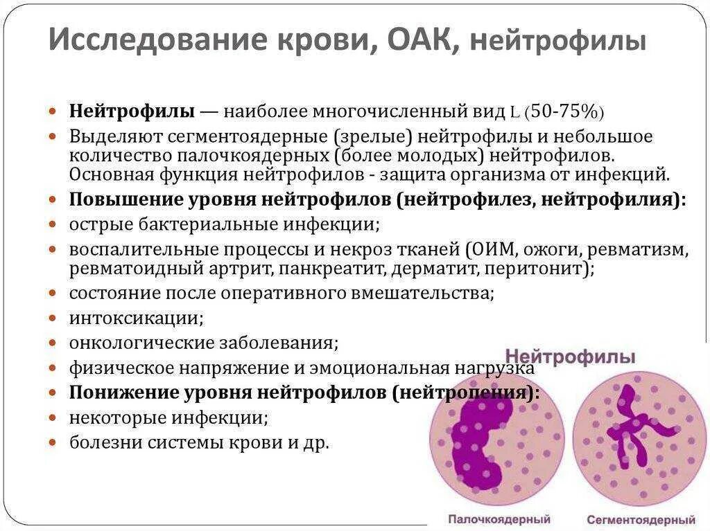 Палочкоядерный и сегментоядерный нейтрофил. Функции палочкоядерных нейтрофилов. Снижение количества нейтрофилов. Снижение количества нейтрофилов. Способность к аккумуляции это.