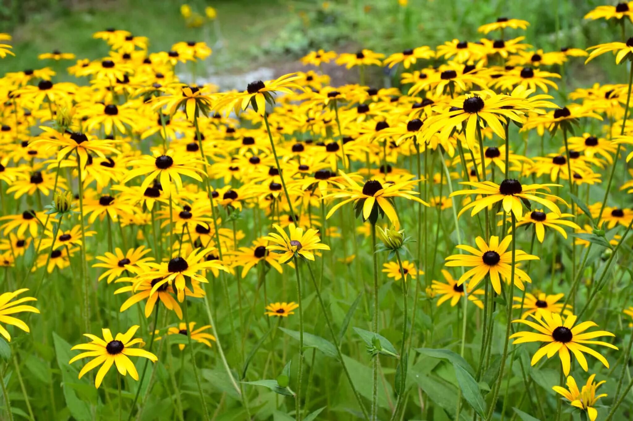 Рудбекия блестящая Goldsturm. Рудбекия блестящая (Rudbeckia fulgida `Goldsturm`). Рудбекия Голдштурм. Рудбекия блестящая Гольдштурм. Рудбекия блестящая