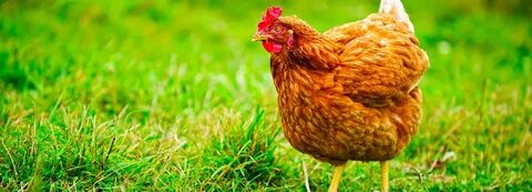Chicken feed
