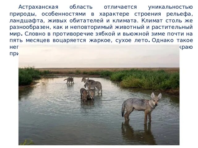 Астраханская область карта населения. Сообщение про астраханская область. Сообщение про астраханская область. Сообщение про астраханская область. Астрахань форма рельефа.