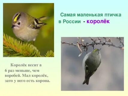 Лето проводит маленькая птичка хвойном в королек