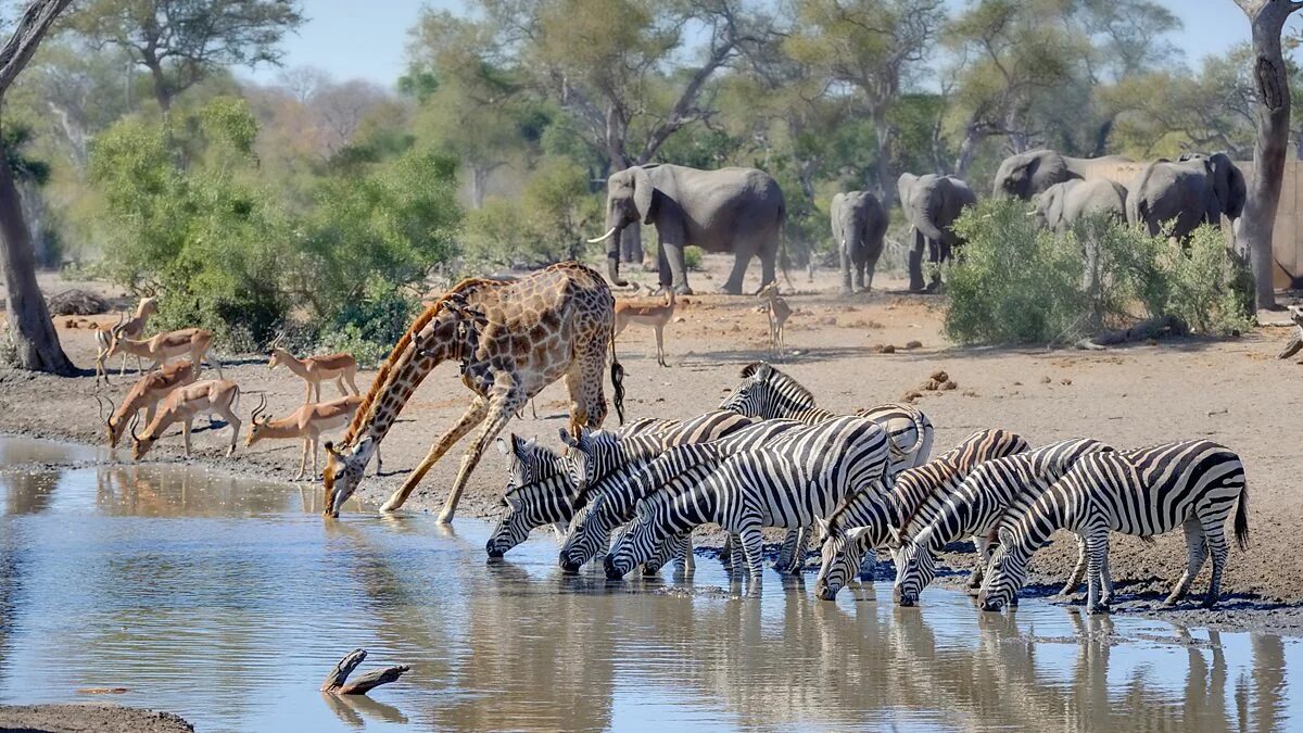 Giraffes are thin than hippos