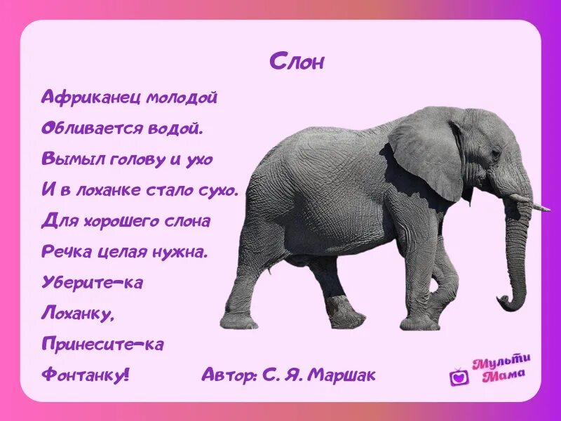 Маршак слон. Стишок пол слоника. Стихотворение про слоника. Стих про слона для детей. Вежливый слон