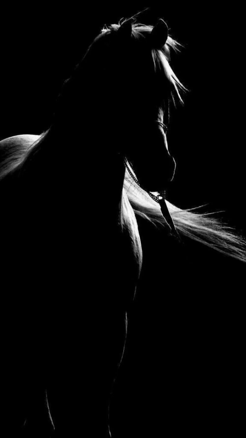 Лошадь в темноте. Лошадь черный. Лошадь на черном фоне. Лошадь на темном фоне. Черная лошадь на черном фоне.