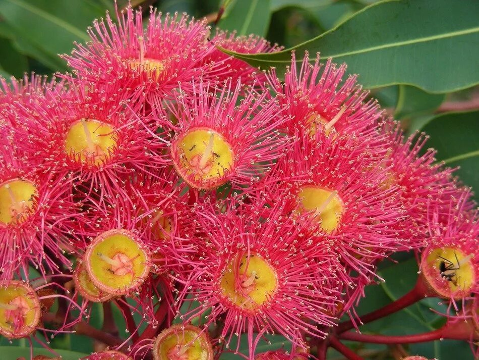 Национальный цветок австралии. Австралия эстетика. Протея мадиба. Golden wattle australia. Акация густоцветковая австралия.