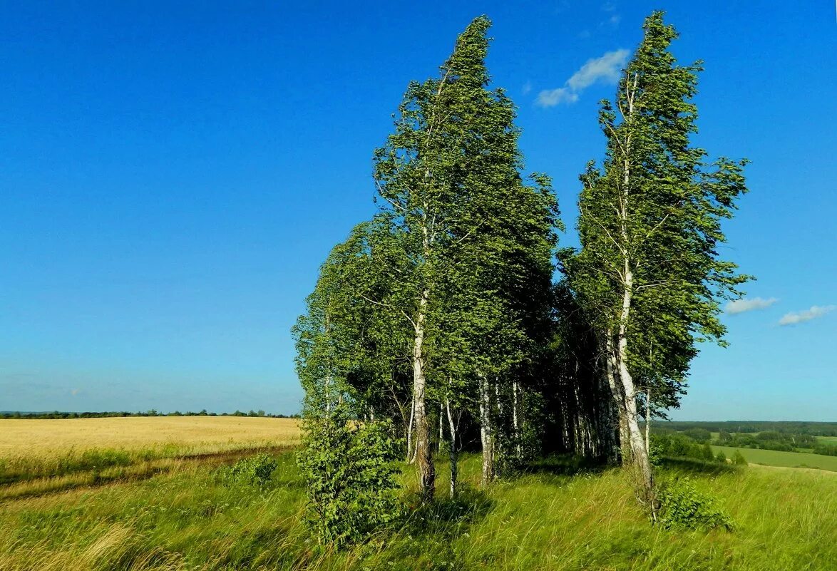 Береза. Одинокая береза. Сибирская береза. Березы шумят. Березки второй