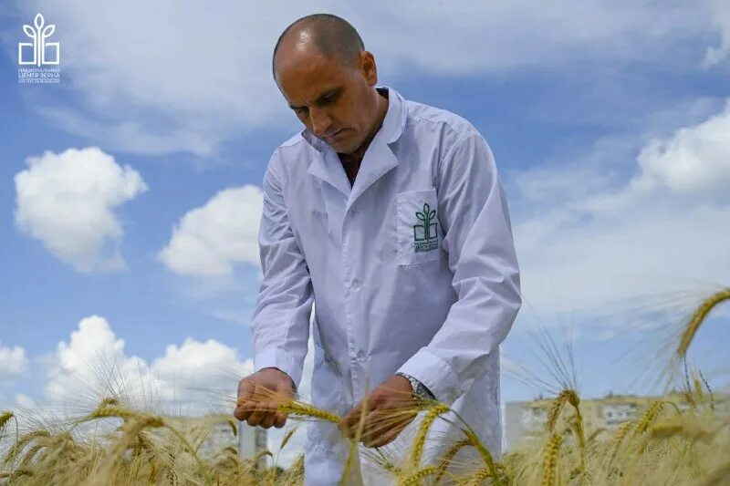 лукьяненко. нцз зерна им п п лукьяненко. п. национальный центр зерна имени п. пшеница.