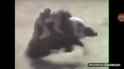 Обезьяны на кабане