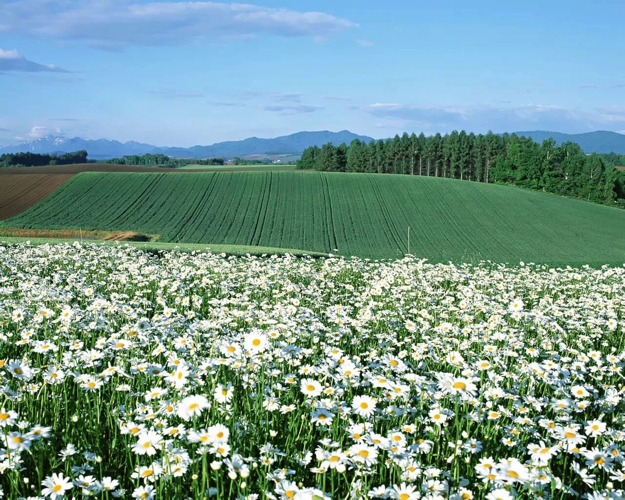 Поле цветов во сне. Цветочные поля Хоккайдо. Цветущие поля России. Поле ромашек. Красивое поле.