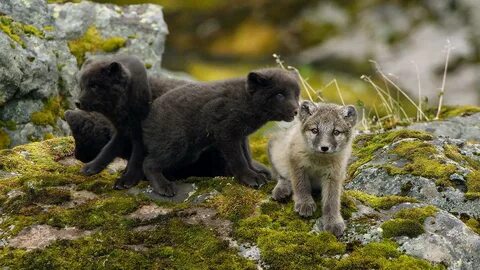 1 baby fox 1