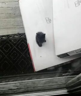Почему пришел котенок