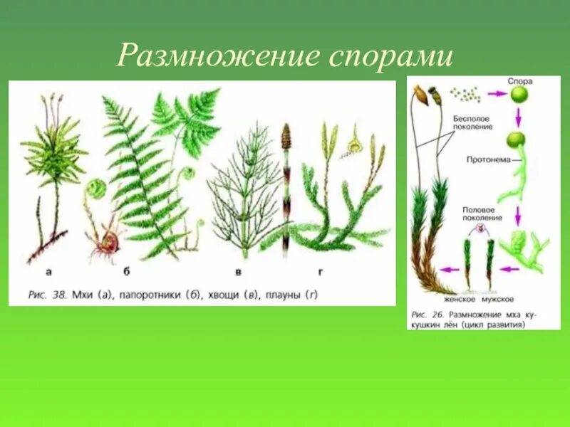 Споры для размножения используют. Плауны хвощи папоротники. Хвощи Моховидные плауны. Растения мхи папоротники хвощи плауны. Мхи хвощи папоротники.