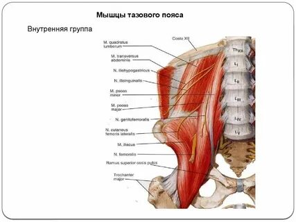 Мышечный таз