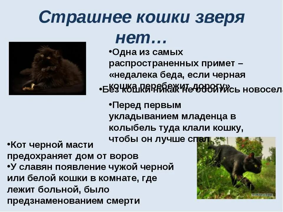 Нет страшнее зверя старый бог. Страшнее кошки зверя нет. страшнее зверя нет пословица. картинки страшнее кошки зверя нет. страшнее кошки зверя нет откуда выражение.