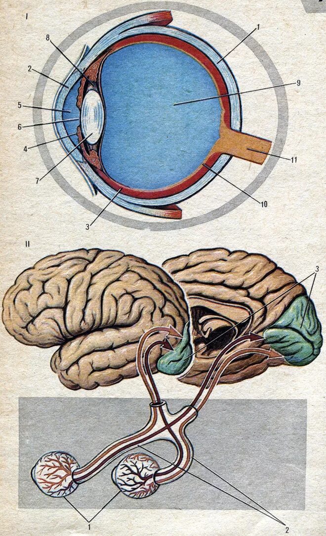 В мозг через глаза. Анатомия мозга зрительный анализатор. Анализаторы зрительный анализатор строение. Зрительный анализатор строение глаза. Отделы зрительного анализатора глазное яблоко.