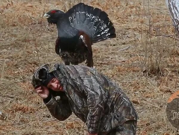Глухарь нападает. Глухарь напал на человека. Глухарь атакует. Мужчина с голубями. Глухарь птица нападает на людей.