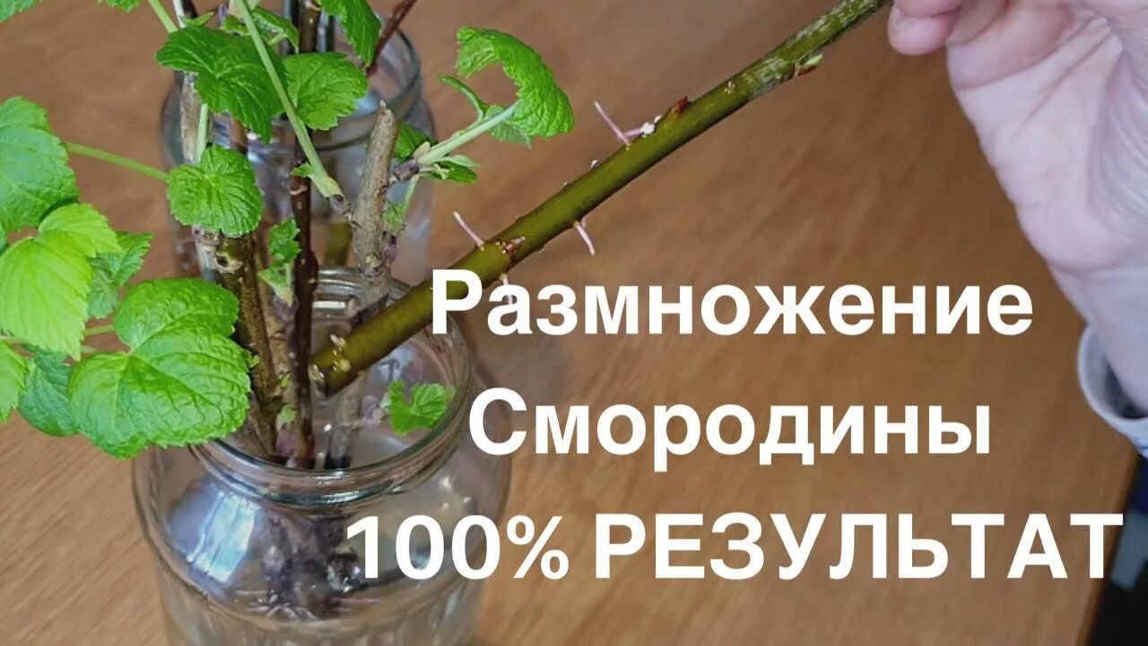 Стеблевой черенок смородины. Смородина укоренение. Черенки крыжовника одревесневшие. Черенкуем пузыреплодник. Одревесневшие черенки смородины.