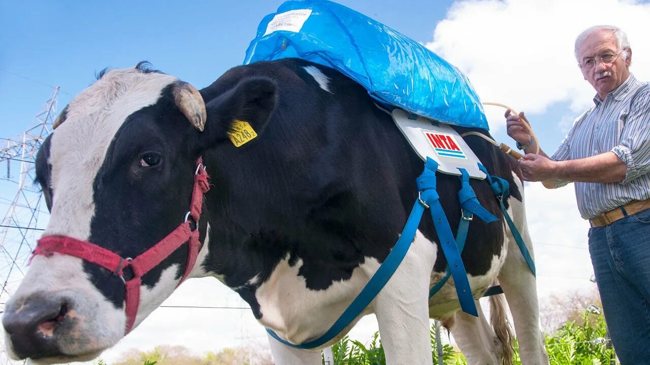Now cow