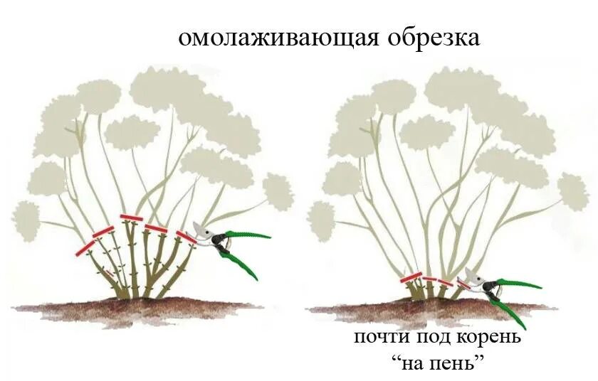 Нужно ли обрезать метельчатую гортензию