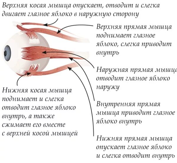 Мышцы глазного яблока функции. Мышцы глазного яблока анатомия функции. Иннервация мышц глаза таблица. Верхняя косая мышца глазного яблока. Места крепления глазодвигательных мышц