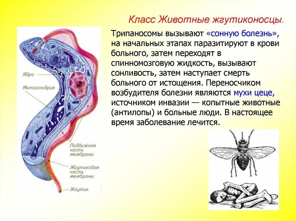 Трипаносома паразит биология. Сонная болезнь возбудитель трипаносома. Трипаносомы место паразитирования в организме человека. Трипаносома внутриклеточный паразит.